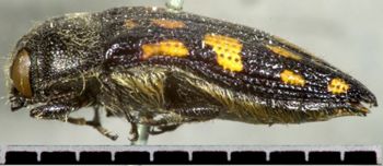 Media type: image;   Entomology 8024 Aspect: habitus lateral view